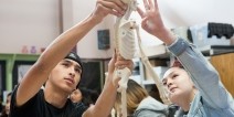 Two high school students work together in science class holding up a model skeleton